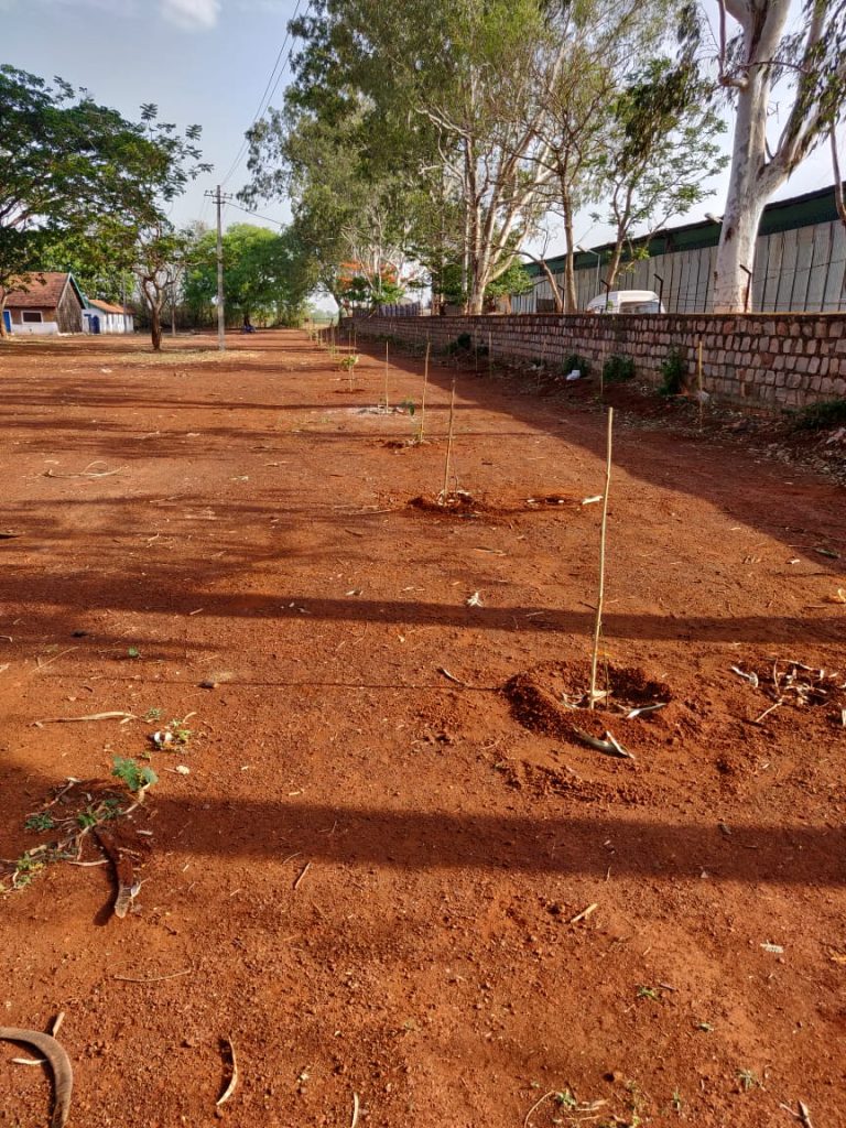 GROUND CLEANING AND TREE PLANTATION 2
